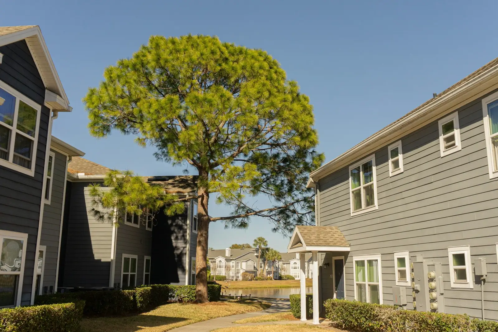 Grey-sided townhouses around a courtyard with a large pine